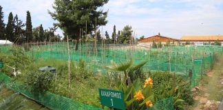 Το αφιέρωμα στους Δημοτικούς Λαχανόκηπους του Δήμου Αγίου Δημητρίου από την Athens Voice